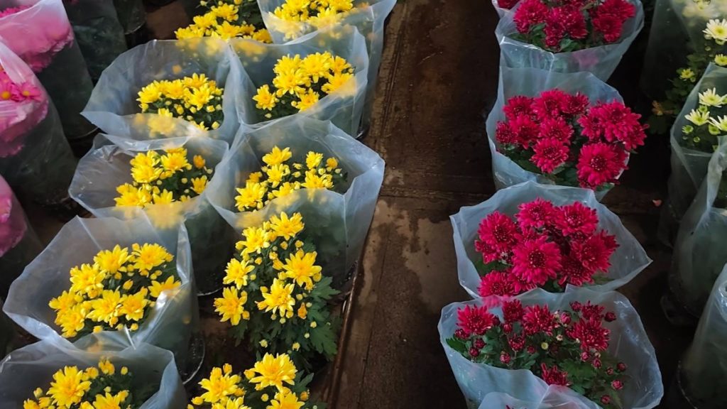 Colores