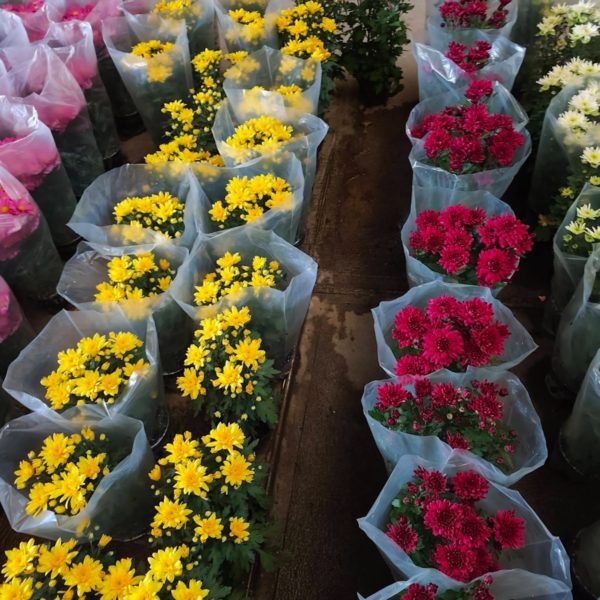 Colores