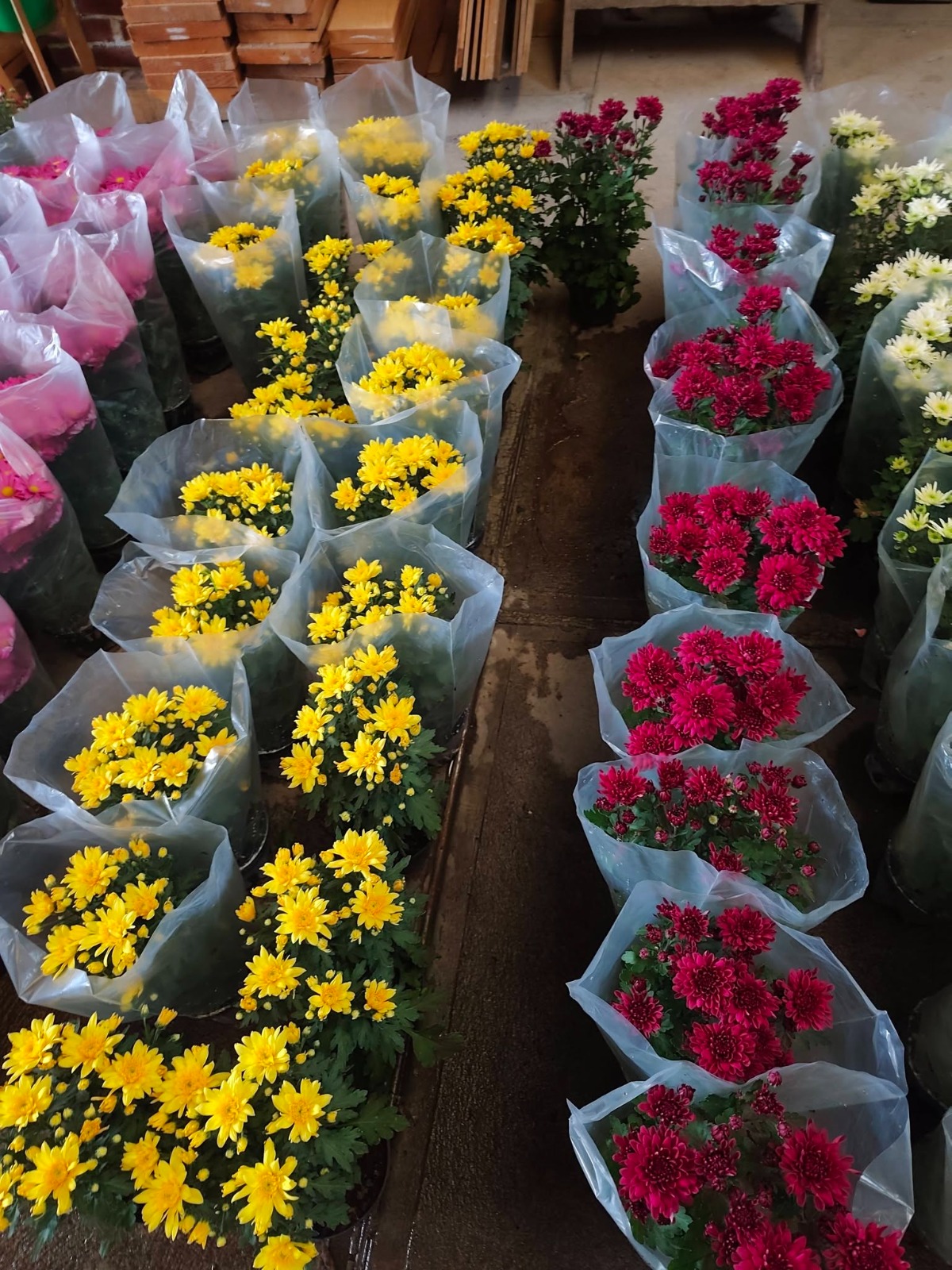 Colores