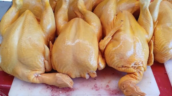 GALLINA