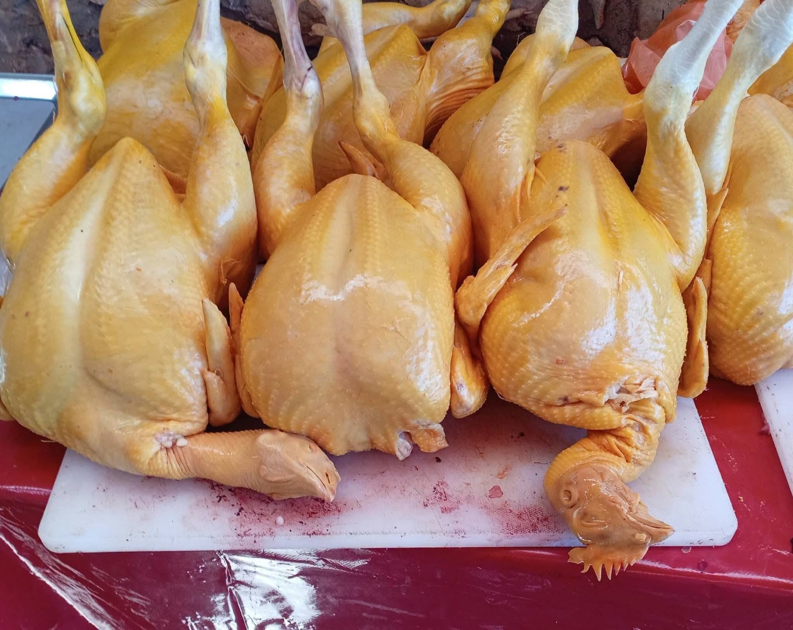 GALLINA