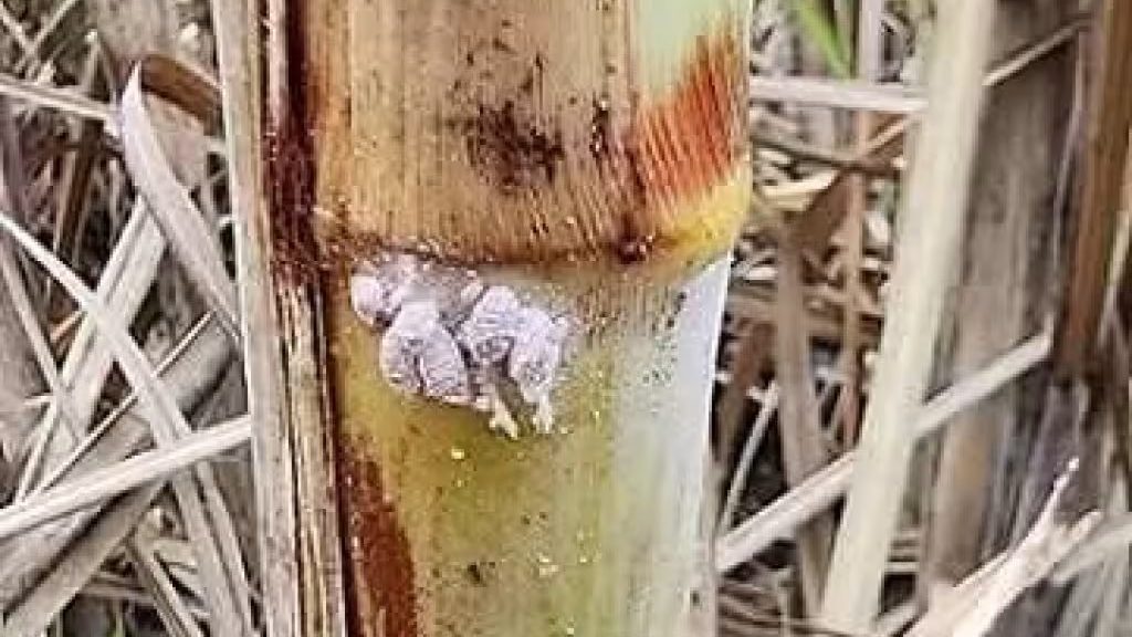 cochinilla