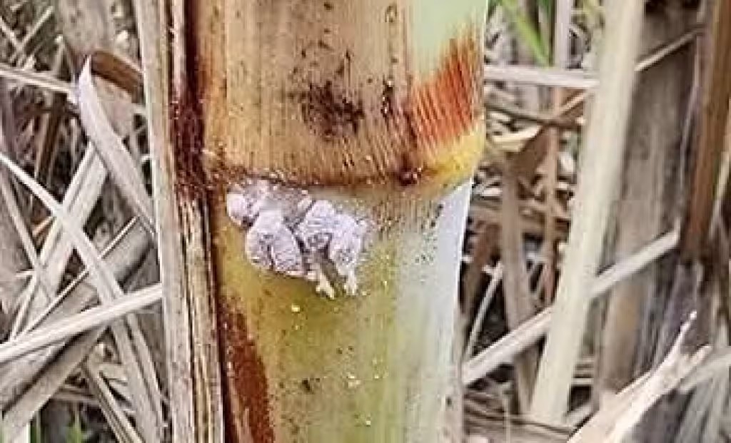 cochinilla