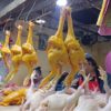 Pollo