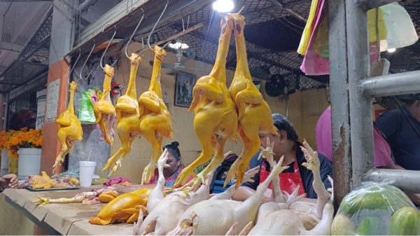 Pollo